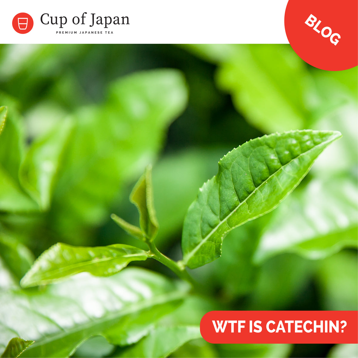 WTF is a Catechin?